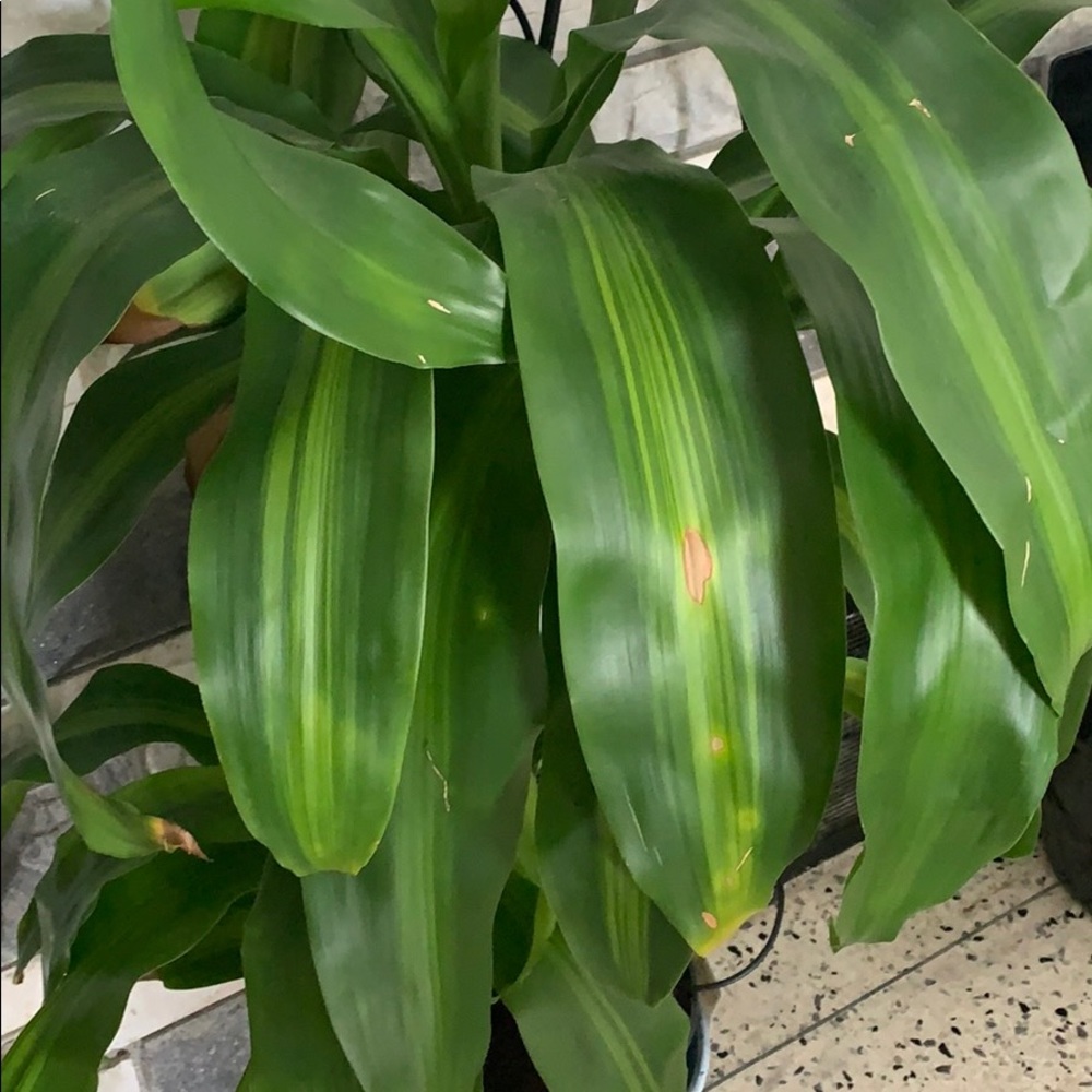 Meet your Posher, Jose